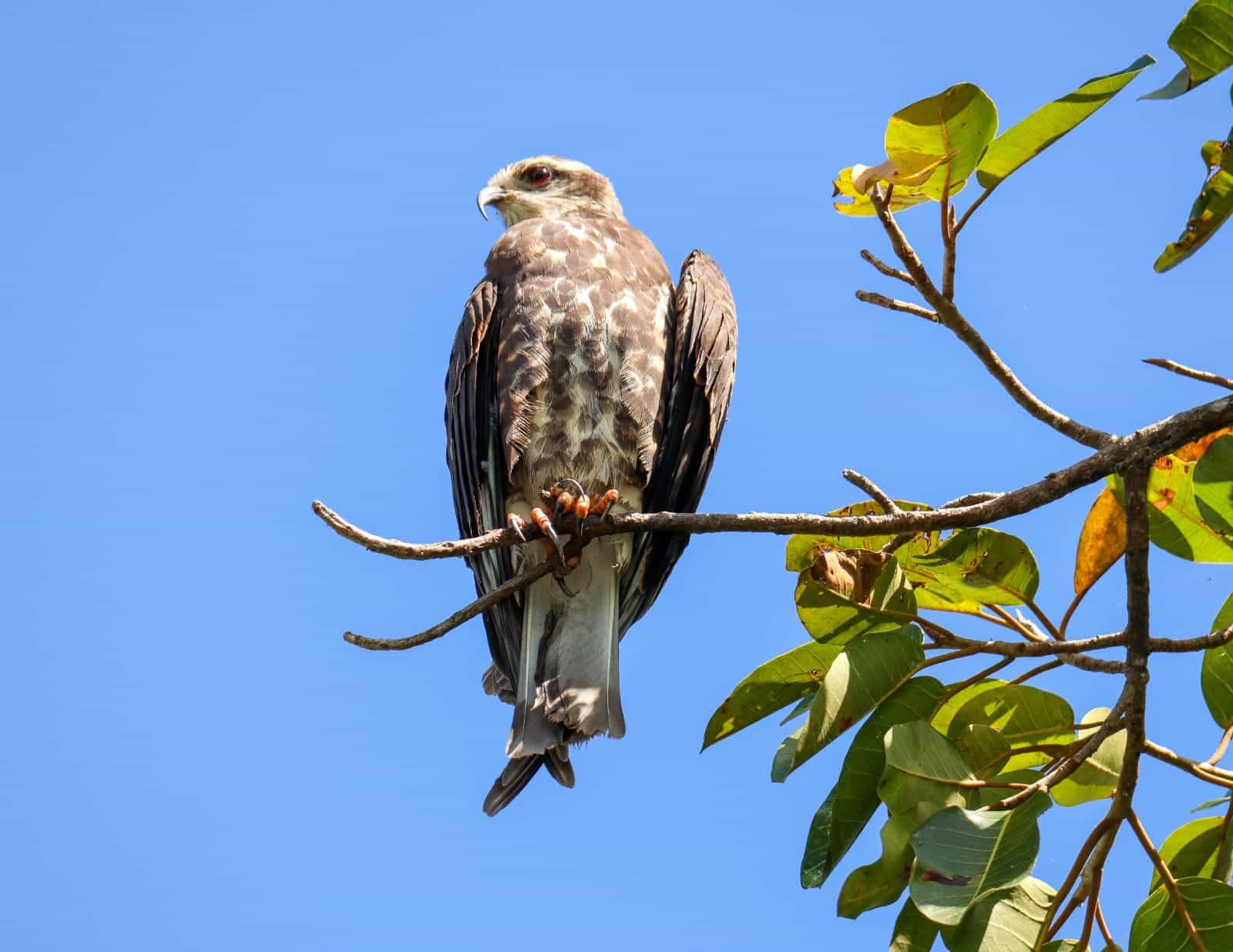 Monkey Island and Embera Village Panama Casco Viejo Monkey Island and Embera Village - Image 11