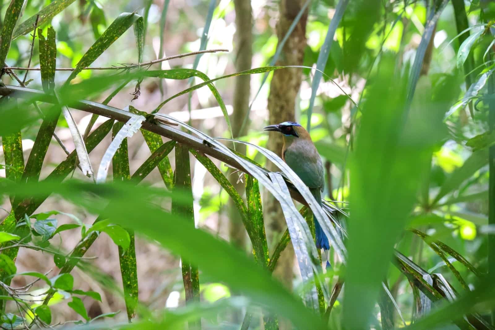 Monkey Island and Embera Village Panama Casco Viejo Monkey Island and Embera Village - Image 12