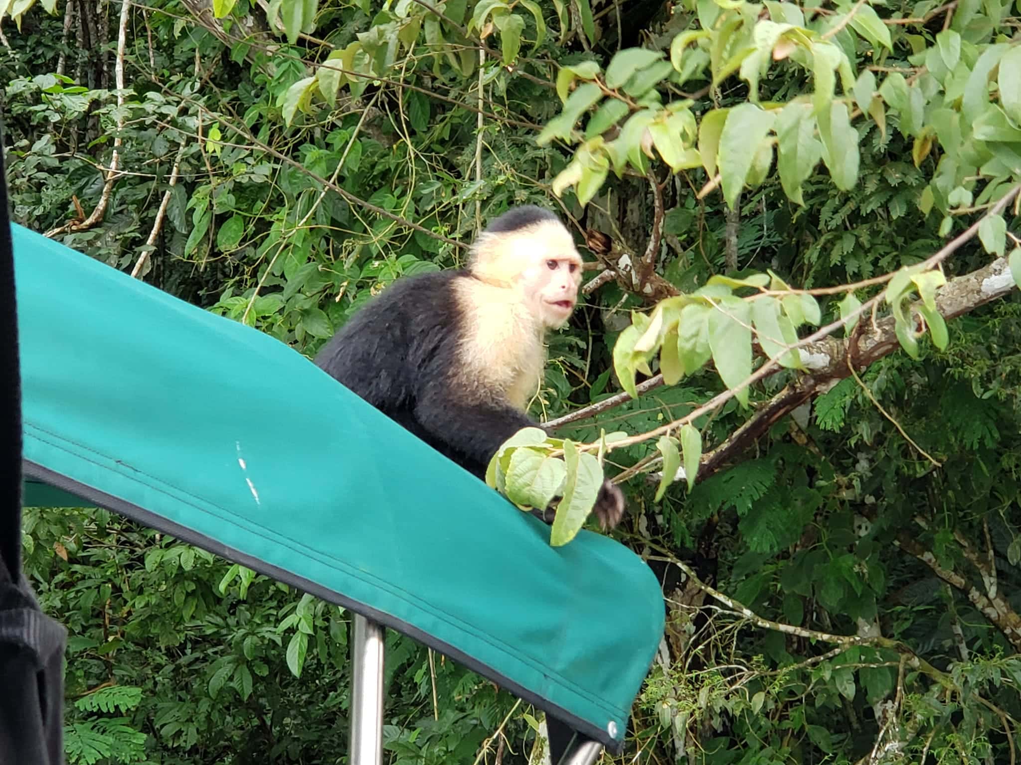Monkey Island and Embera Village Panama Casco Viejo Monkey Island and Embera Village - Image 3