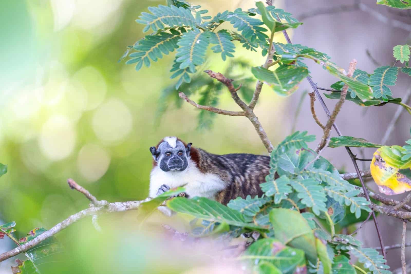 Monkey Island and Embera Village Panama Casco Viejo Monkey Island and Embera Village - Image 4