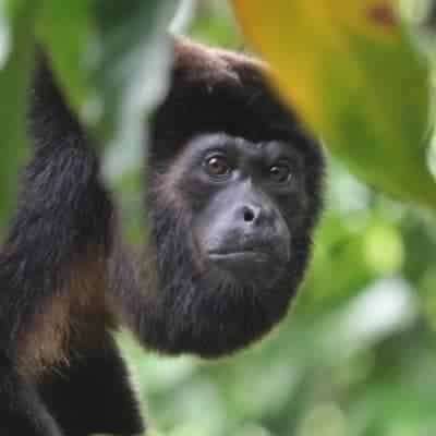 Monkey Island and Embera Village Panama Casco Viejo Monkey Island and Embera Village - Image 5