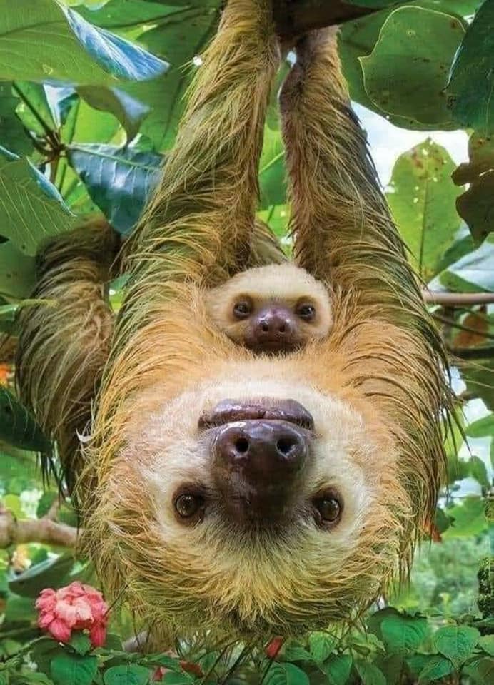 Monkey Island and Embera Village Panama Casco Viejo Monkey Island and Embera Village - Image 10