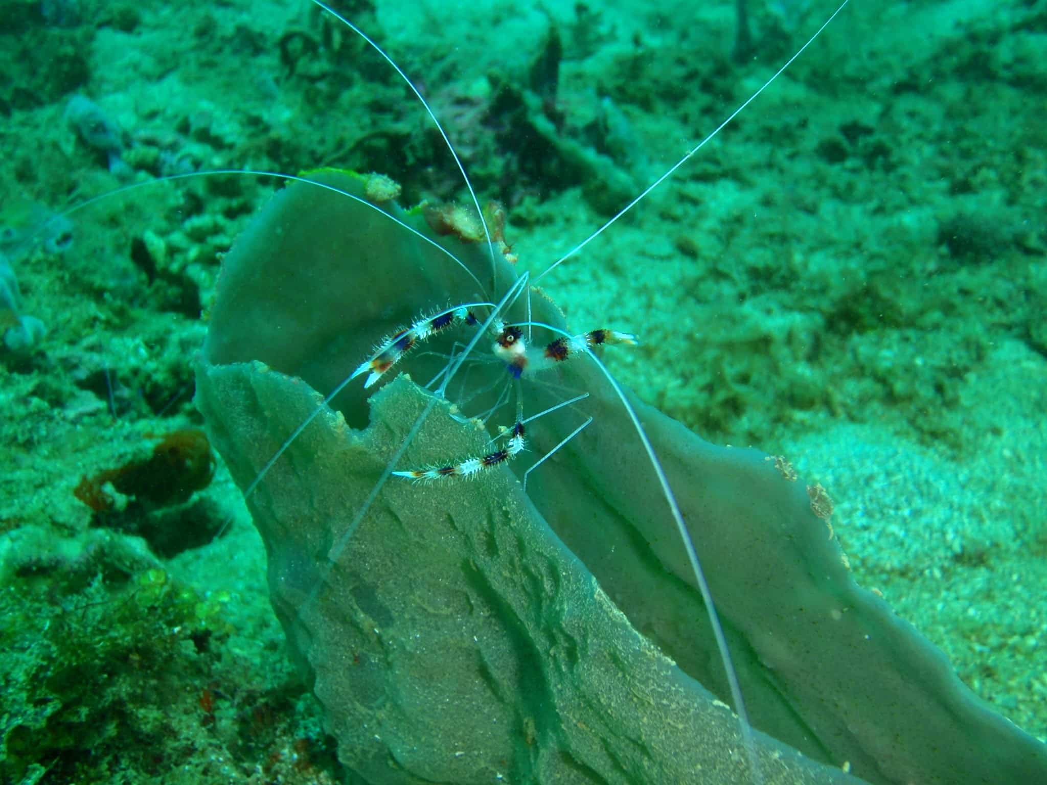 Scuba Diving in Portobelo Panama Casco Viejo Scuba Diving in Portobelo - Image 10