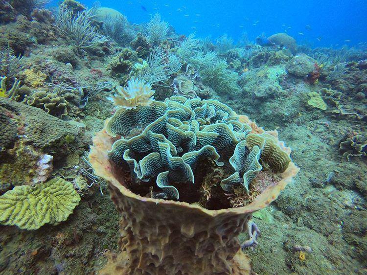 Scuba Diving in Portobelo Panama Casco Viejo Scuba Diving in Portobelo - Image 9