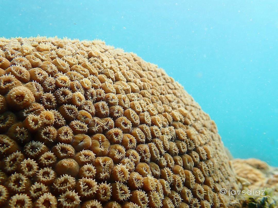 Scuba Diving in Portobelo Panama Casco Viejo Scuba Diving in Portobelo - Image 8