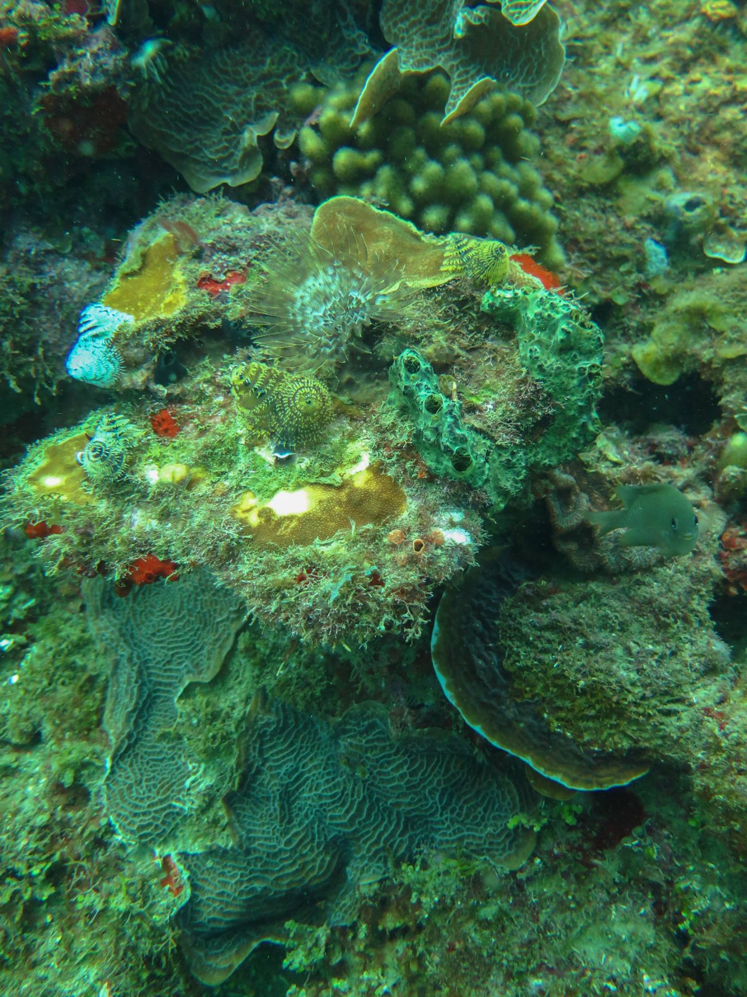 Scuba Diving in Portobelo Panama Casco Viejo Scuba Diving in Portobelo - Image 7