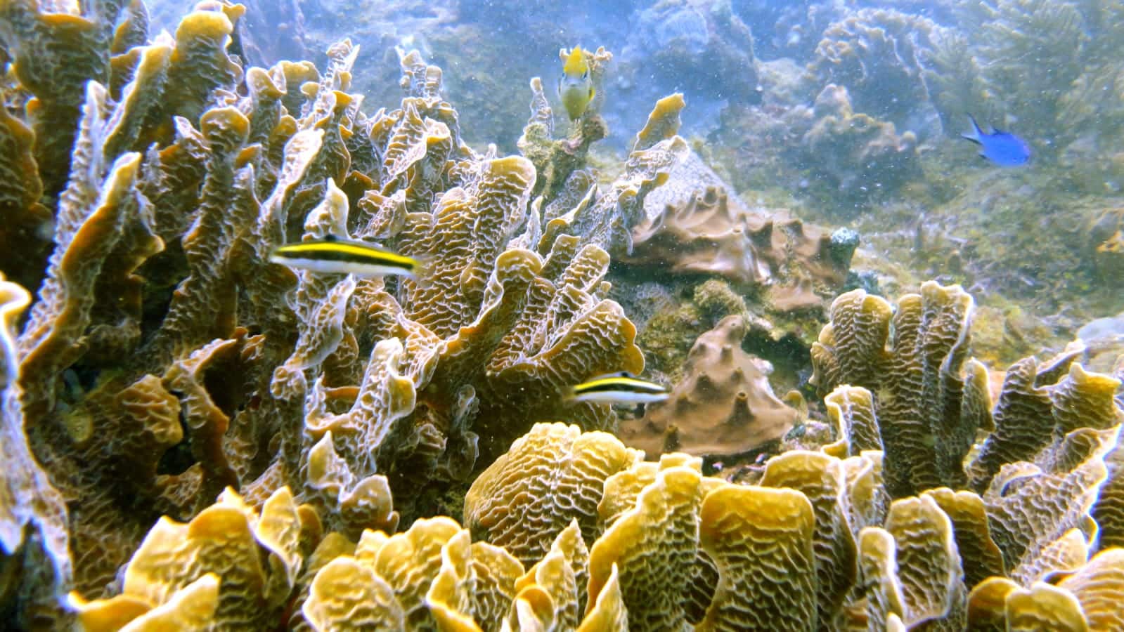 Scuba Diving in Portobelo Panama Casco Viejo Scuba Diving in Portobelo - Image 5