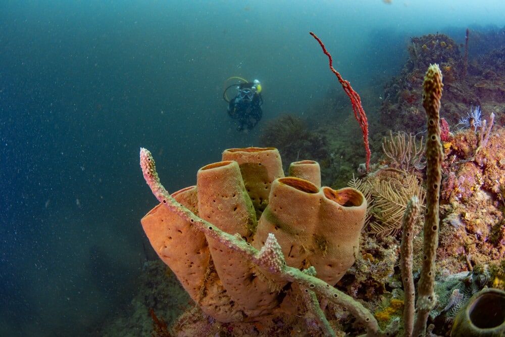 Scuba Diving in Portobelo Panama Casco Viejo Scuba Diving in Portobelo - Image 2