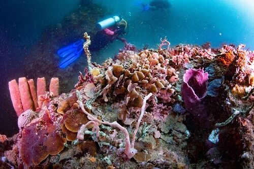 Scuba Diving in Portobelo