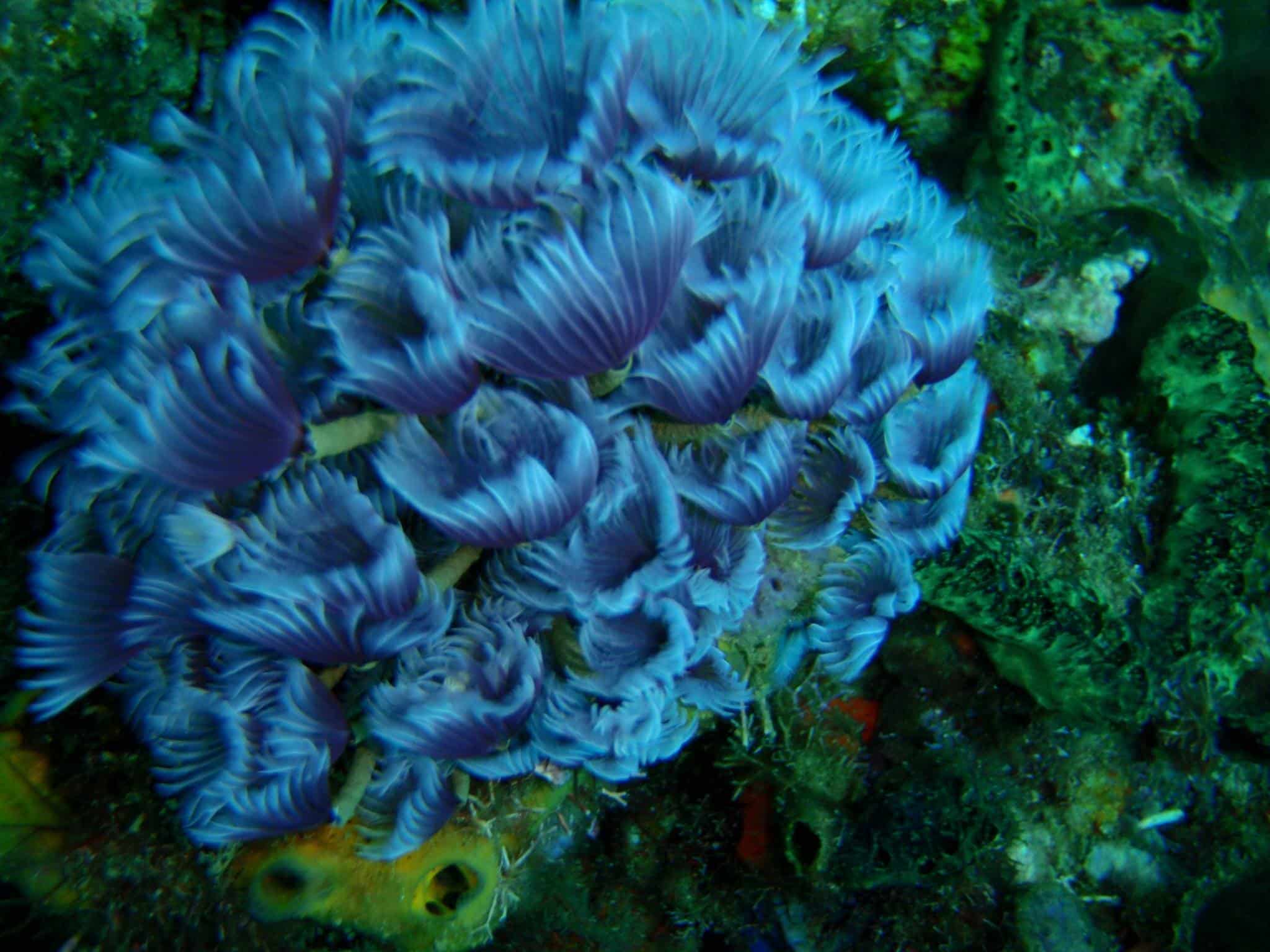 Descubre el Buceo en Portobelo Panama Casco Viejo Descubre el Buceo en Portobelo - Imagen 2