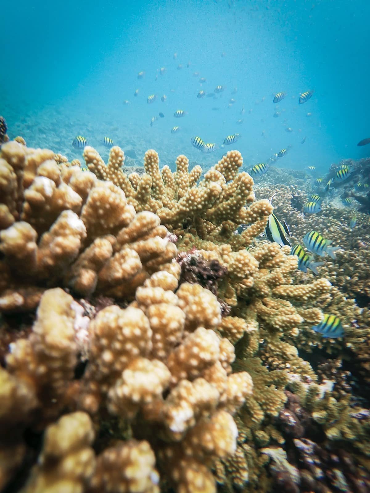 Caribbean Snorkeling Adventure Panama Casco Viejo Caribbean Snorkeling Adventure - Image 3