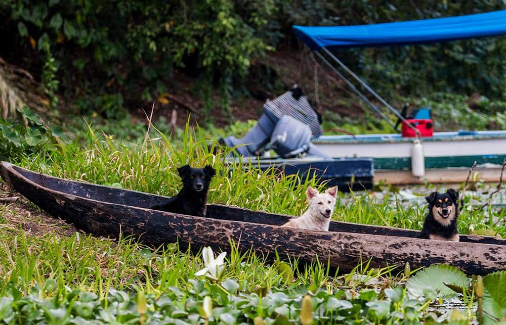 Freshwater Fishing in Lake Gatun Panama Casco Viejo Freshwater Fishing in Lake Gatun - Image 10