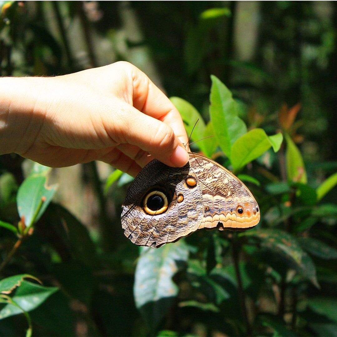 Gamboa Exhibitions: Sloth Sanctuary, Butterflies, Orchids and Frogs Panama Casco Viejo Gamboa Exhibitions: Sloth Sanctuary, Butterflies, Orchids and Frogs - Image 10