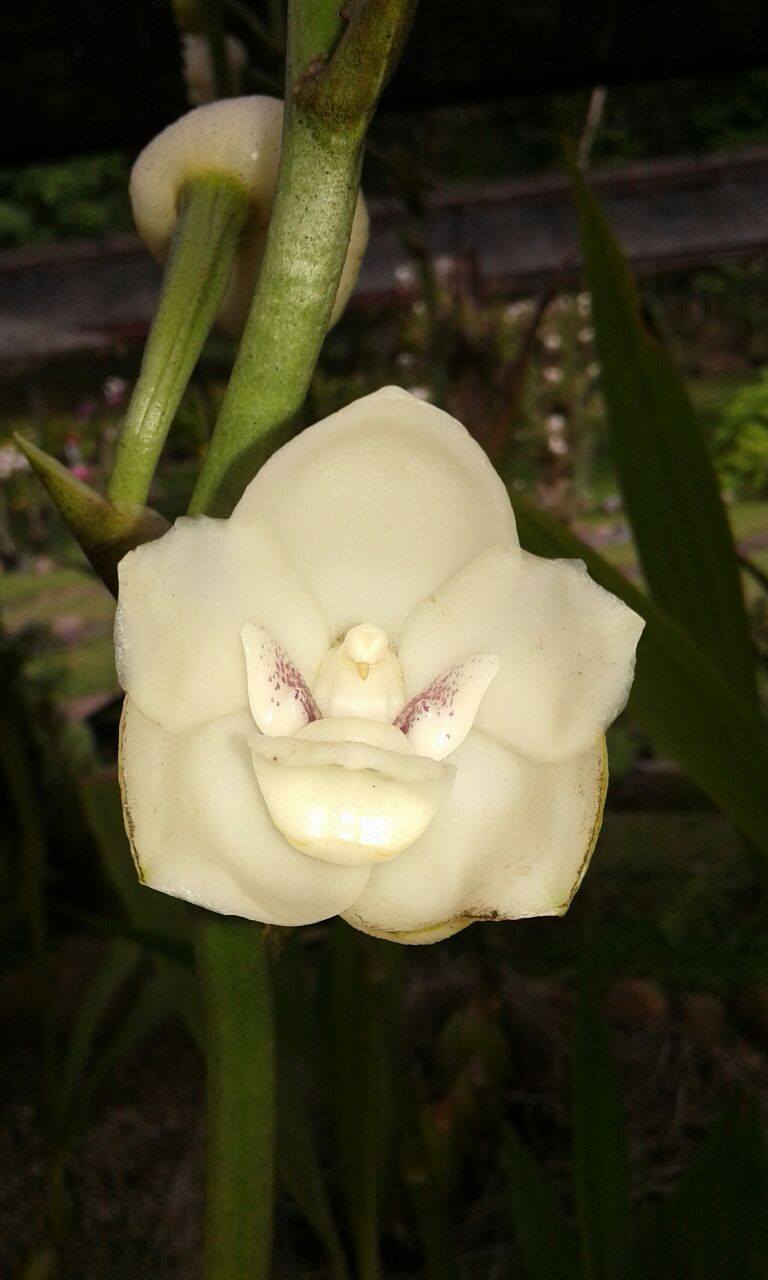 Gamboa Exhibitions: Sloth Sanctuary, Butterflies, Orchids and Frogs Panama Casco Viejo Gamboa Exhibitions: Sloth Sanctuary, Butterflies, Orchids and Frogs - Image 7