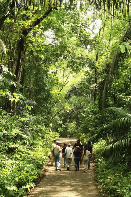 Pipeline Road (Soberania National Park) Panama Casco Viejo Pipeline Road (Soberania National Park)