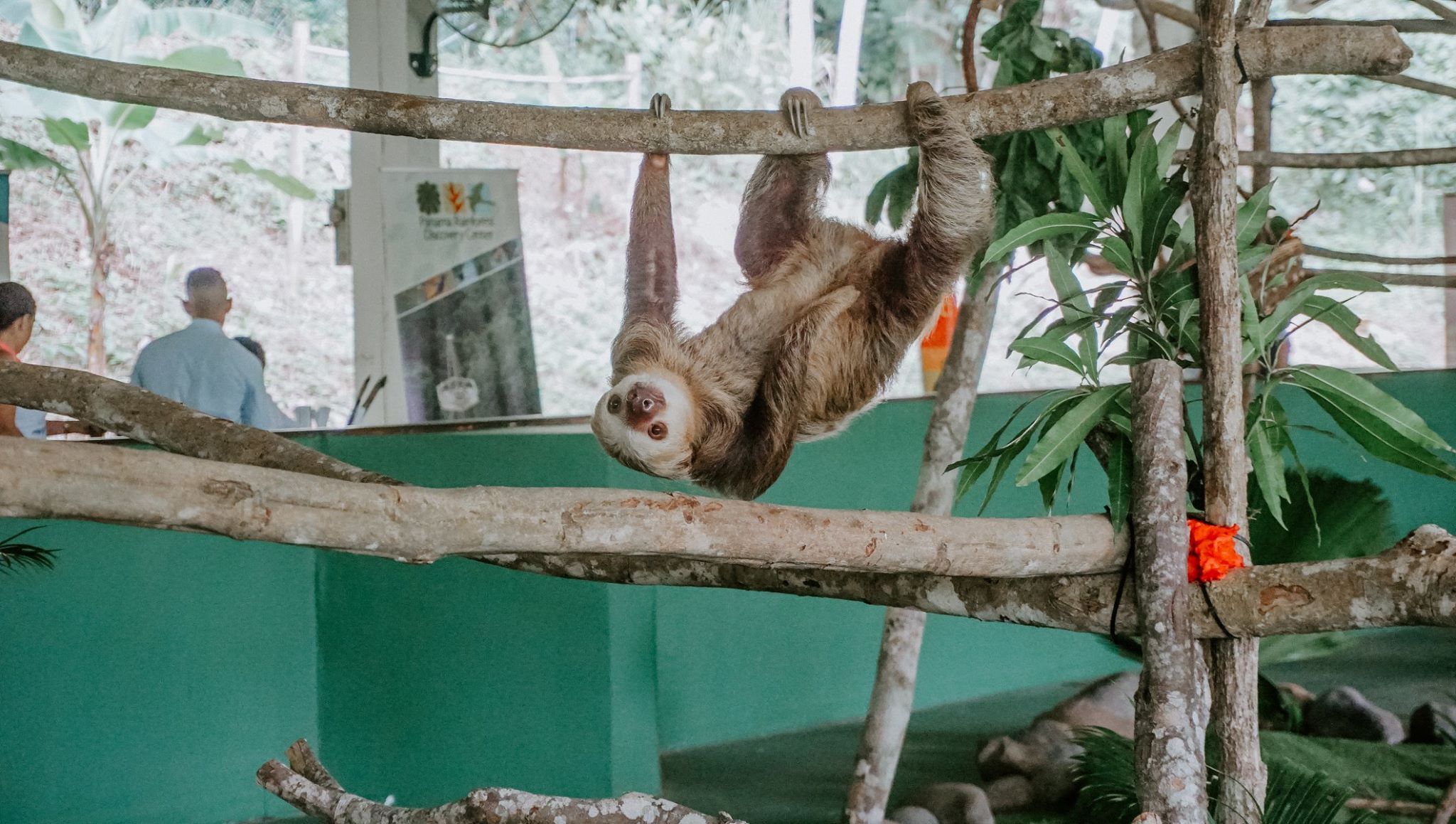Gamboa Exhibitions: Sloth Sanctuary, Butterflies, Orchids and Frogs Panama Casco Viejo Gamboa Exhibitions: Sloth Sanctuary, Butterflies, Orchids and Frogs - Image 4