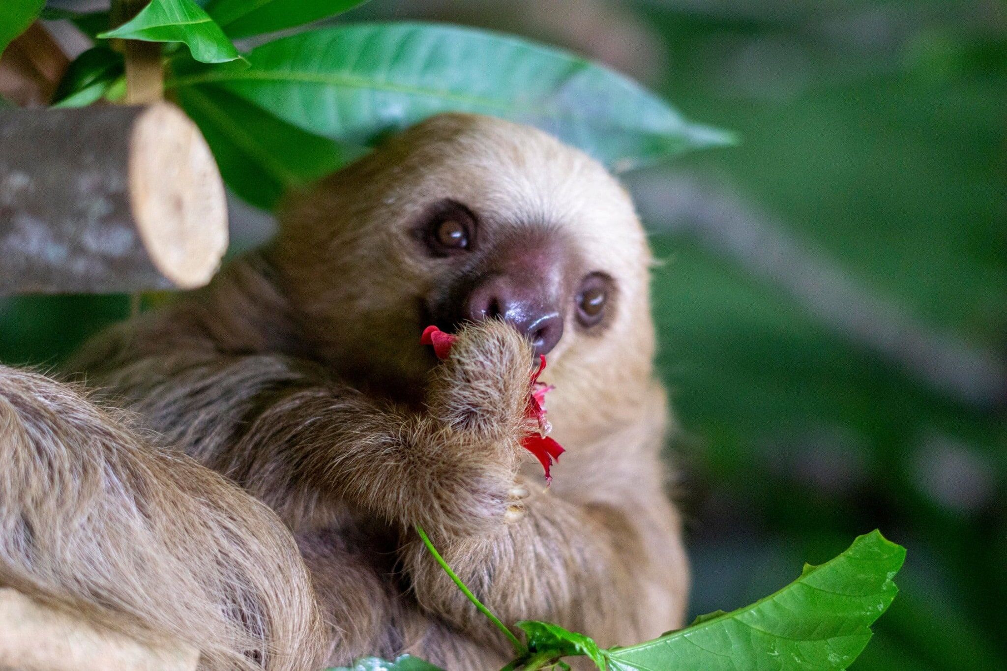 Gamboa Exhibitions: Sloth Sanctuary, Butterflies, Orchids and Frogs Panama Casco Viejo Gamboa Exhibitions: Sloth Sanctuary, Butterflies, Orchids and Frogs