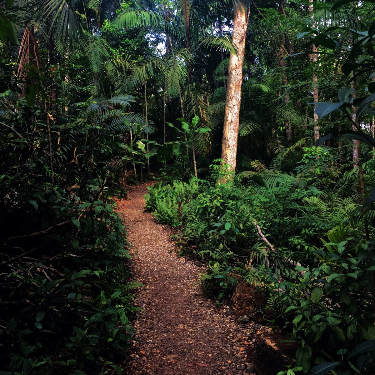 Pipeline Road (Soberania National Park) Panama Casco Viejo Pipeline Road (Soberania National Park) - Image 11