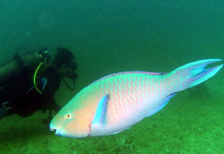 Discover Scuba Diving Contadora Panama Casco Viejo Discover Scuba Diving Contadora