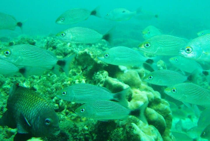 Discover Scuba Diving Contadora Panama Casco Viejo Discover Scuba Diving Contadora - Image 9