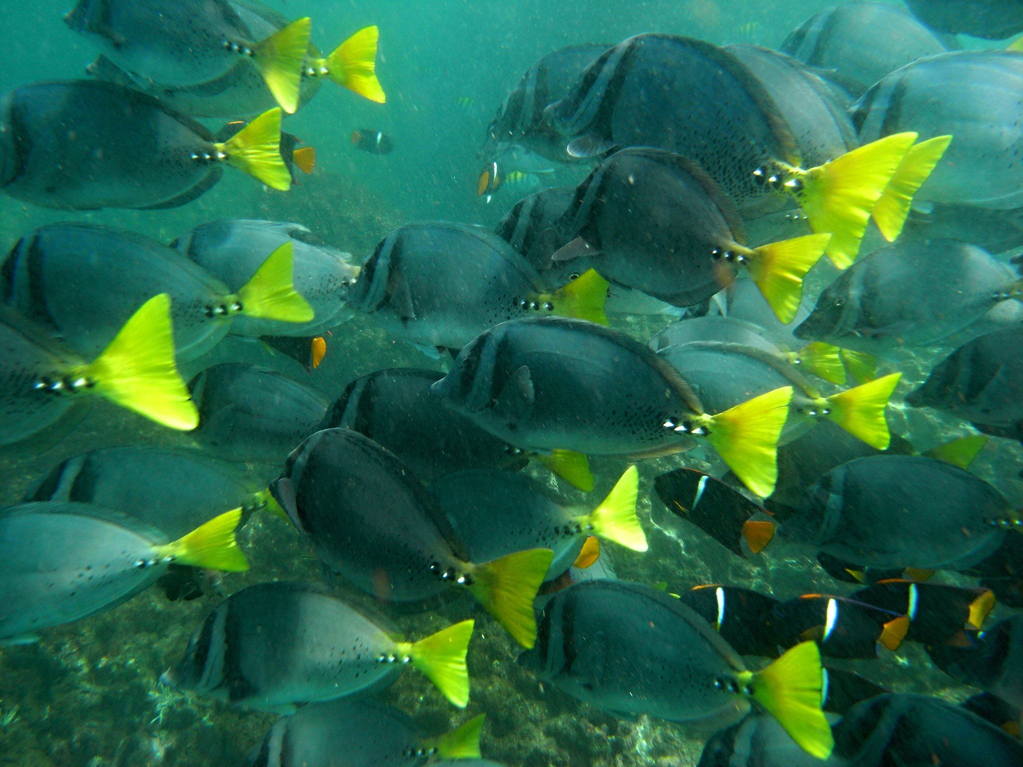 Discover Scuba Diving Contadora Panama Casco Viejo Discover Scuba Diving Contadora - Image 10