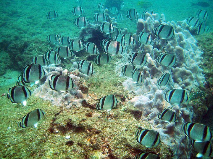 Snorkeling in the Pearl Islands Panama Casco Viejo Snorkeling in the Pearl Islands - Image 12