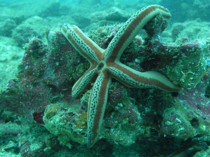 Snorkeling in the Pearl Islands Panama Casco Viejo Snorkeling in the Pearl Islands - Image 11
