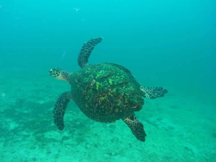 Snorkeling in the Pearl Islands Panama Casco Viejo Snorkeling in the Pearl Islands - Image 9