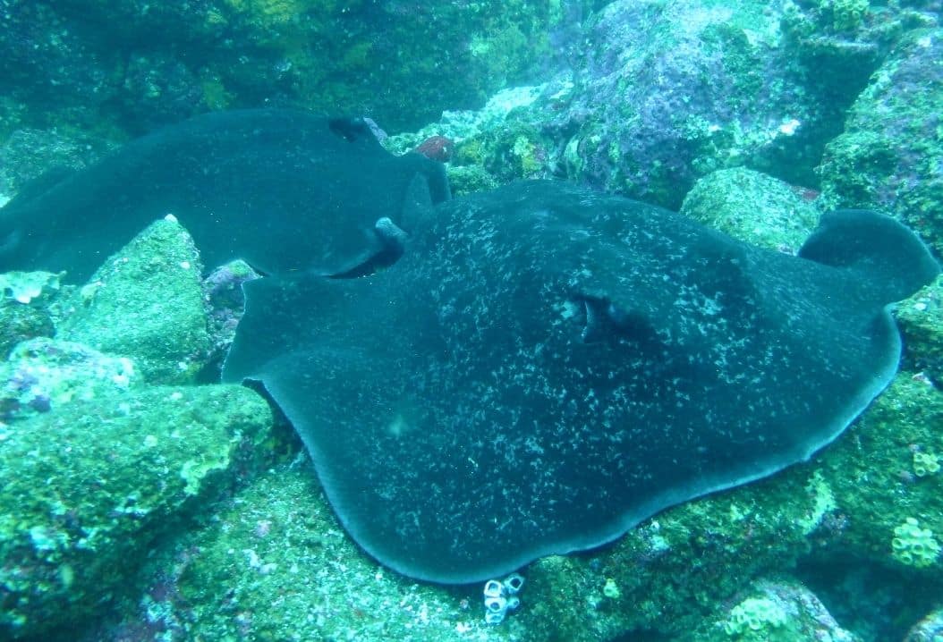 Scuba Diving in Taboga Panama Casco Viejo Scuba Diving in Taboga - Image 10